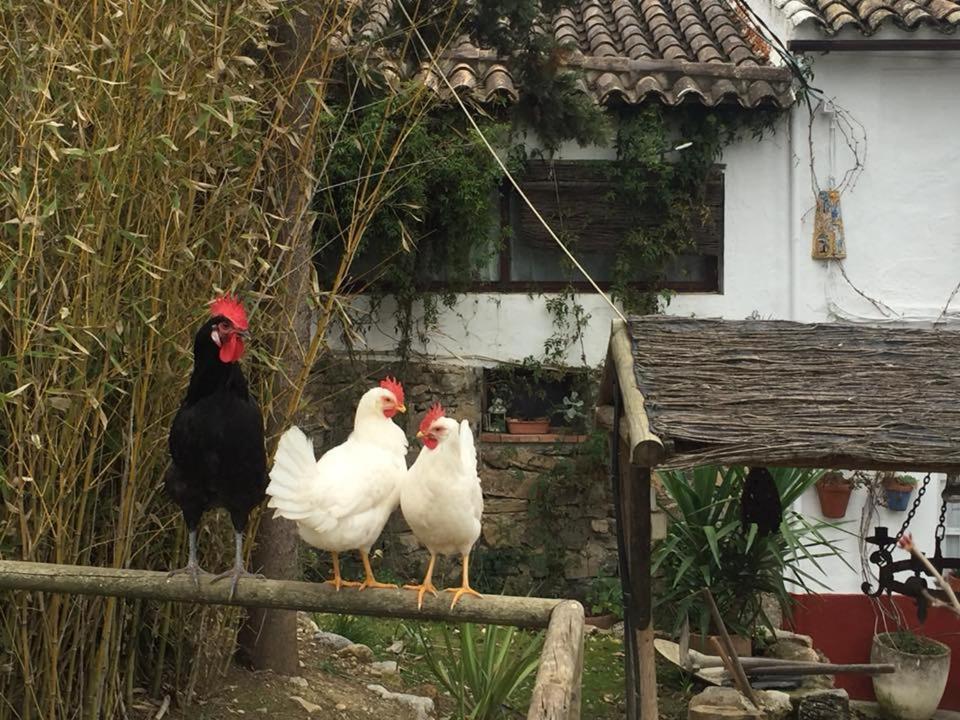 Posada Nina Margarita Priego de Córdoba Buitenkant foto